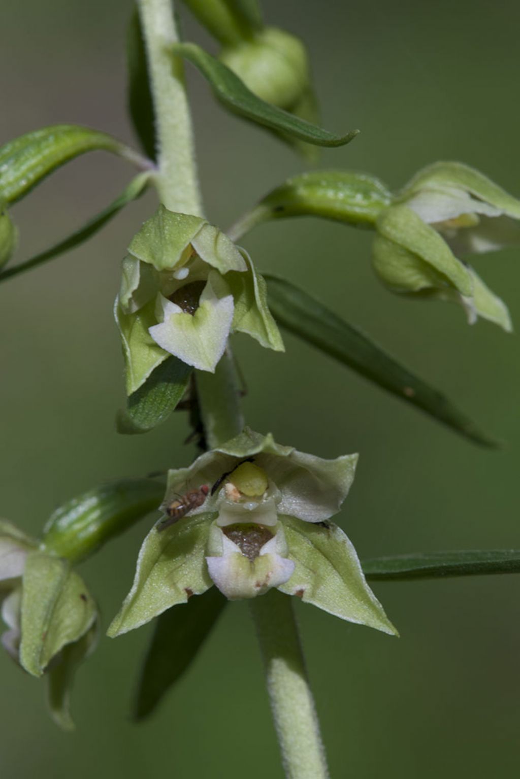 Epipactis helleborine da ID